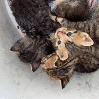 European Shorthair, Kedi  Yavru kediler fotoğrafı