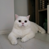 British Shorthair, Kedi  Pamuk fotoğrafı