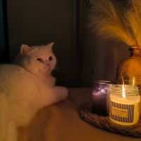 British Shorthair, Kedi  Pamuk fotoğrafı