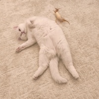 British Shorthair, Kedi  Pamuk fotoğrafı