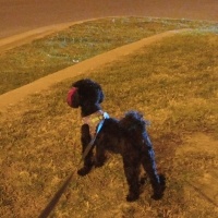 Poodle (Minyatür Kaniş), Köpek  Karam fotoğrafı