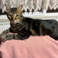 Tekir Kedi, Kedi  Berduş fotoğrafı