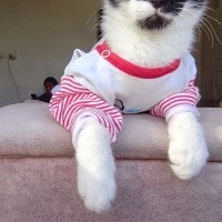 Tekir Kedi, Kedi  Karpuz fotoğrafı