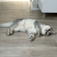 British Shorthair, Kedi  dobby fotoğrafı