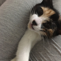 Tekir Kedi, Kedi  mırmır fotoğrafı