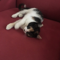 Tekir Kedi, Kedi  mırmır fotoğrafı