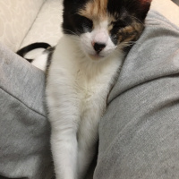 Tekir Kedi, Kedi  mırmır fotoğrafı