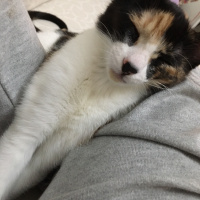 Tekir Kedi, Kedi  mırmır fotoğrafı