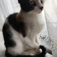 Tekir Kedi, Kedi  mırmır fotoğrafı