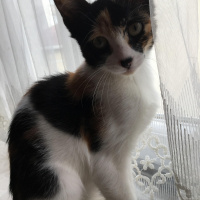 Tekir Kedi, Kedi  mırmır fotoğrafı