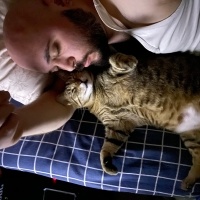 Tekir Kedi, Kedi  Şila fotoğrafı