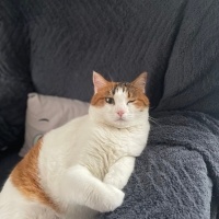 Tekir Kedi, Kedi  Mila fotoğrafı