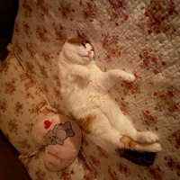 Tekir Kedi, Kedi  Mila fotoğrafı