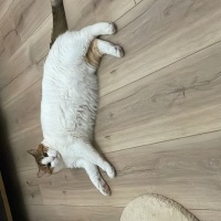 Tekir Kedi, Kedi  Mila fotoğrafı
