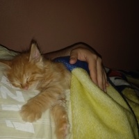 Sarman, Kedi  Behlül fotoğrafı