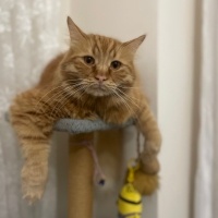 Sarman, Kedi  Behlül fotoğrafı