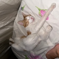 Tekir Kedi, Kedi  Badem fotoğrafı
