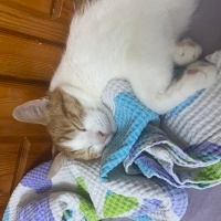 Tekir Kedi, Kedi  Badem fotoğrafı