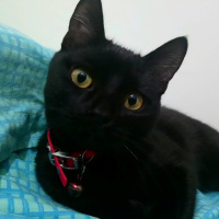 British Shorthair, Kedi  carmen fotoğrafı