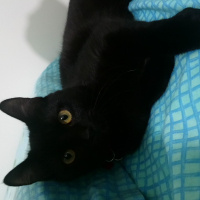 British Shorthair, Kedi  carmen fotoğrafı