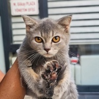 British Shorthair, Kedi  British shorthair fotoğrafı