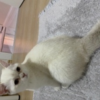 British Shorthair, Kedi  Bella fotoğrafı