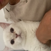 British Shorthair, Kedi  Bella fotoğrafı