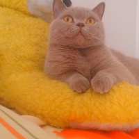 Scottish Fold, Kedi  DESTAN TOPRAK fotoğrafı