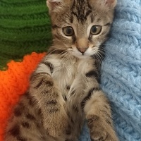 Tekir Kedi, Kedi  Ceku fotoğrafı