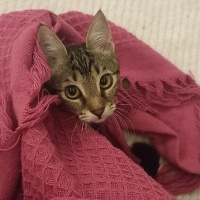 Tekir Kedi, Kedi  Ceku fotoğrafı
