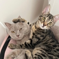 Tekir Kedi, Kedi  Ceku fotoğrafı