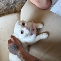 Scottish Fold, Kedi  Leydi fotoğrafı