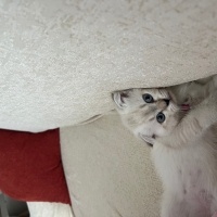 British Longhair, Kedi  sushi fotoğrafı