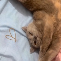 British Shorthair, Kedi  Mona fotoğrafı