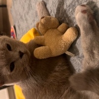 British Shorthair, Kedi  Mona fotoğrafı