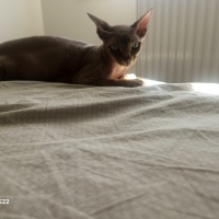 Sphynx, Kedi  Lizbon fotoğrafı
