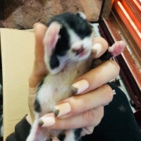 Tekir Kedi, Kedi  İsimsiz fotoğrafı