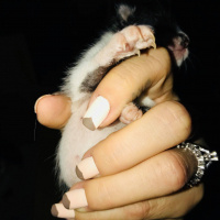 Tekir Kedi, Kedi  İsimsiz fotoğrafı