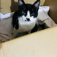 Tekir Kedi, Kedi  İsimsiz fotoğrafı
