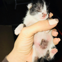 Tekir Kedi, Kedi  İsimsiz fotoğrafı