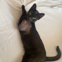 Tekir Kedi, Kedi  KARAMEL fotoğrafı