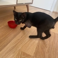 Tekir Kedi, Kedi  KARAMEL fotoğrafı