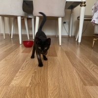Tekir Kedi, Kedi  KARAMEL fotoğrafı