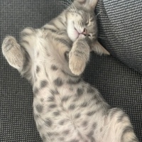 Tekir Kedi, Kedi  İsim vermedik fotoğrafı