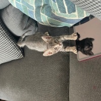 Tekir Kedi, Kedi  İsim vermedik fotoğrafı