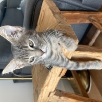 Tekir Kedi, Kedi  İsim vermedik fotoğrafı