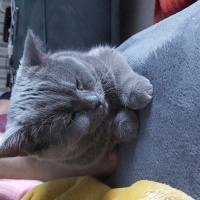 British Shorthair, Kedi  Bubble fotoğrafı