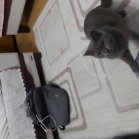 British Shorthair, Kedi  Bubble fotoğrafı