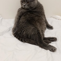 British Shorthair, Kedi  Cosmos (Kosmos) fotoğrafı