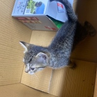 Tekir Kedi, Kedi  Shelby fotoğrafı